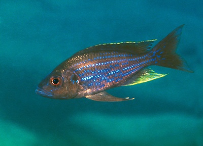 Aulonocranus dewindti 'Mabilibili Bay'